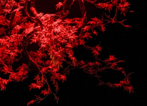 El árbol rojo en Túnez