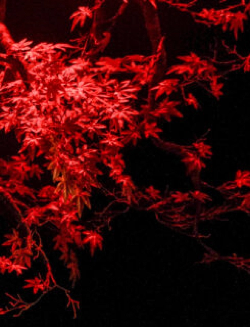 El árbol rojo en Túnez El árbol rojo en Túnez